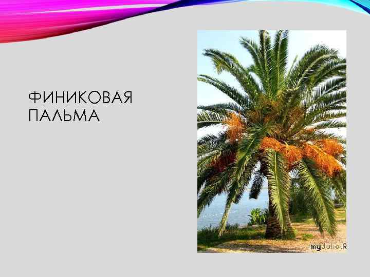 ФИНИКОВАЯ ПАЛЬМА 