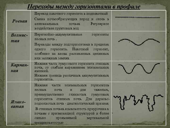 А1 это горизонт. Характер перехода почв. Границы между горизонтами почвы. Переходы почвенных горизонтов. Характер перехода горизонтов почвы.