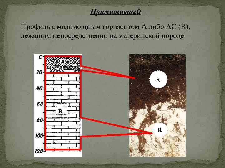 Примитивный Профиль с маломощным горизонтом А либо АС (R), лежащим непосредственно на материнской породе