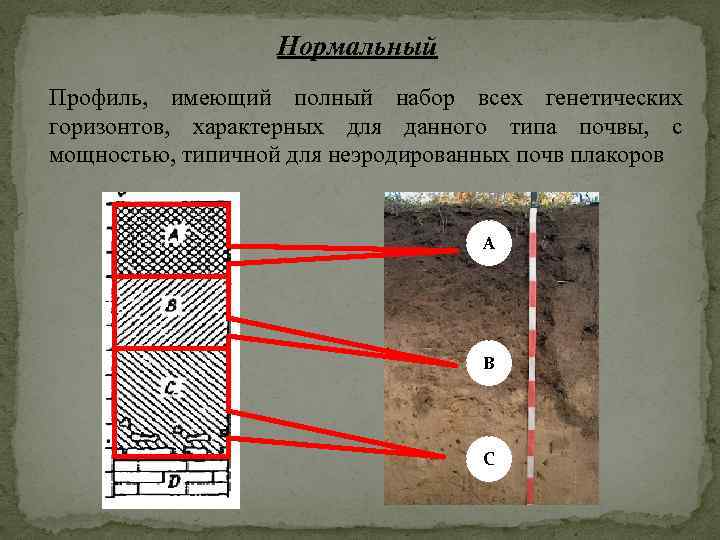 Схема почвенного горизонта