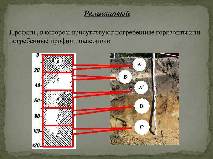 Реликтовый Профиль, в котором присутствуют погребенные горизонты или погребенные профили палеопочв A B A’