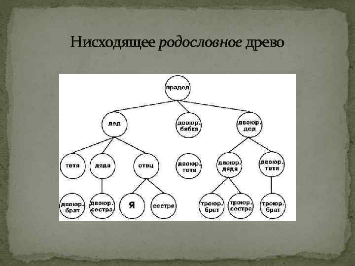 Родственные связи можно представить в виде схемы такую схему еще называют родословное