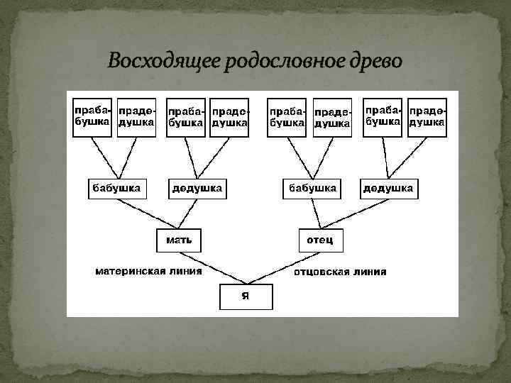 Родословное дерево схема