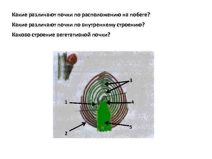 Какие различают почки по расположению на побеге? Какие различают почки по внутреннему строению? Каково