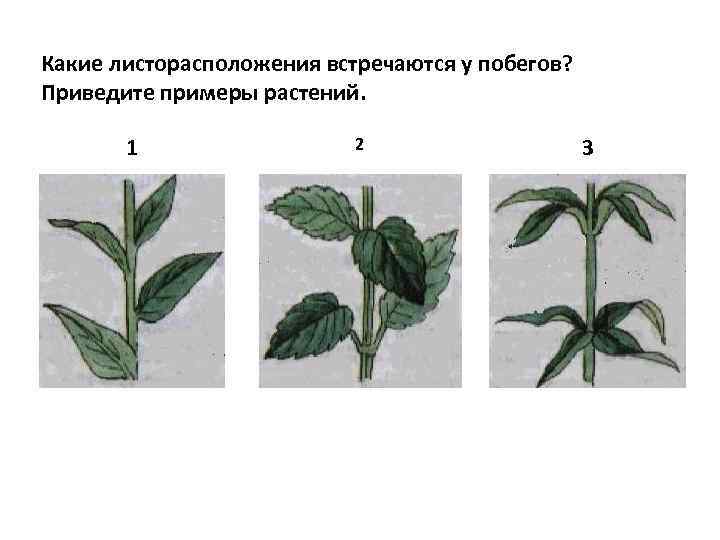 Какие листорасположения встречаются у побегов? Приведите примеры растений. 1 2 3 