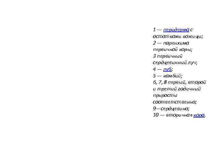 1 — перидерма с остатками кожицы; 2 — паренхима первичной коры; 3 первичный сердцевинный