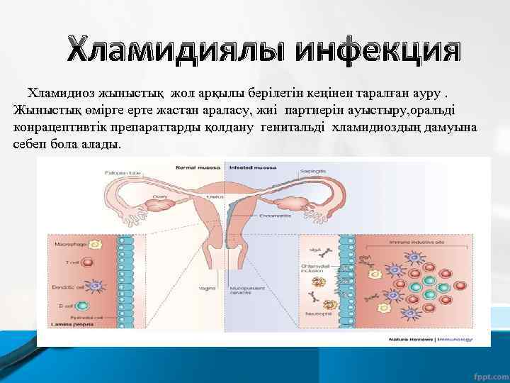 Хламидиялы инфекция Хламидиоз жыныстық жол арқылы берілетін кеңінен таралған ауру. Жыныстық өмірге ерте жастан