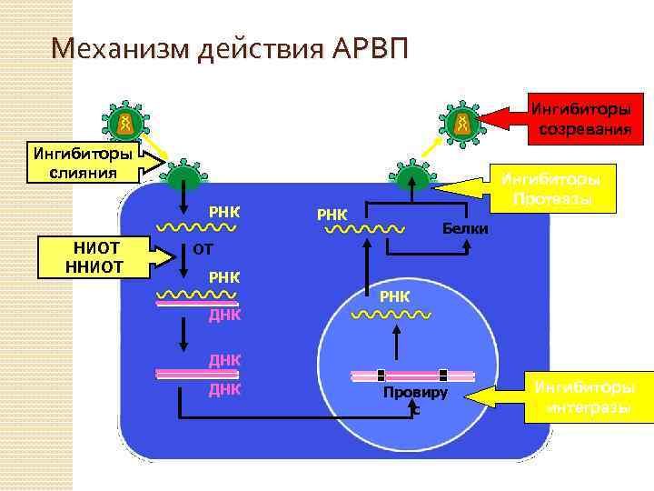 Механизм действия АРВП Ингибиторы созревания Ингибиторы слияния РНК НИОТ ННИОТ Ингибиторы Протеазы РНК Белки
