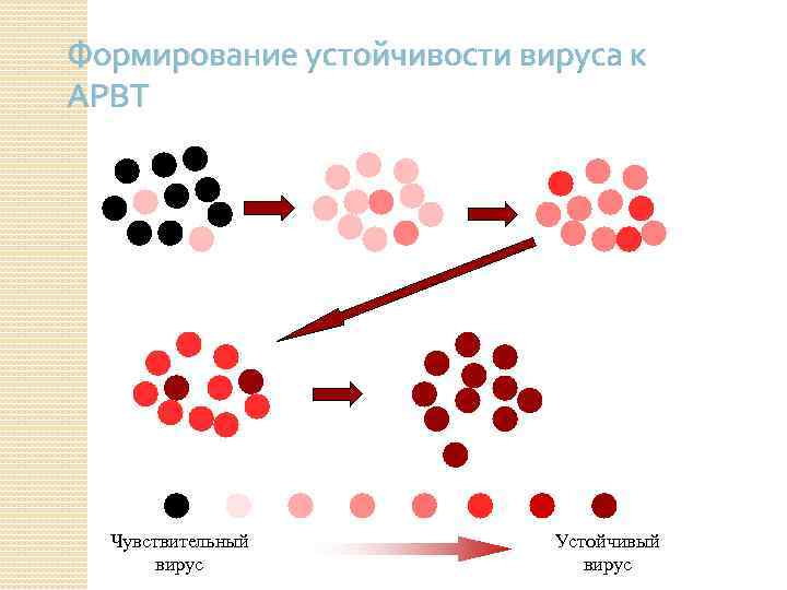 Формирование устойчивости вируса к АРВТ Чувствительный вирус Устойчивый вирус 