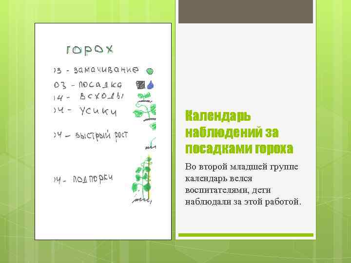 Календарь наблюдений за посадками гороха Во второй младшей группе календарь велся воспитателями, дети наблюдали