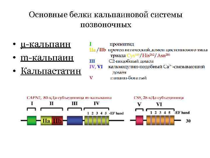 Основные белки кальпаиновой системы позвоночных • µ-кальпаин • m-кальпаин • Кальпастатин 