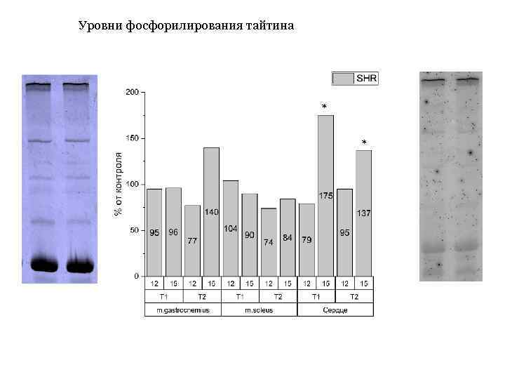 Уровни фосфорилирования тайтина * * 
