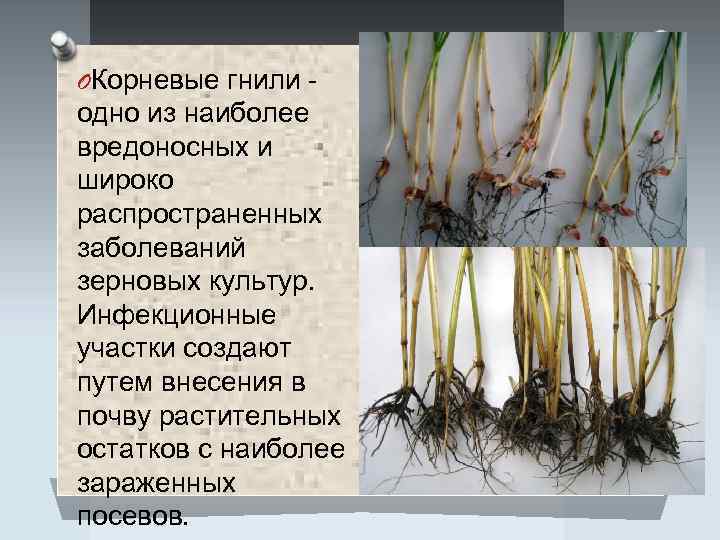 OКорневые гнили - одно из наиболее вредоносных и широко распространенных заболеваний зерновых культур. Инфекционные