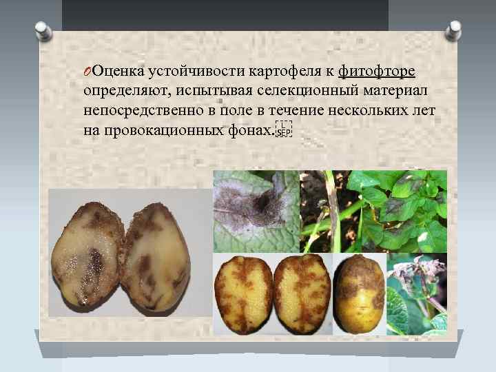 OОценка устойчивости картофеля к фитофторе определяют, испытывая селекционный материал непосредственно в поле в течение