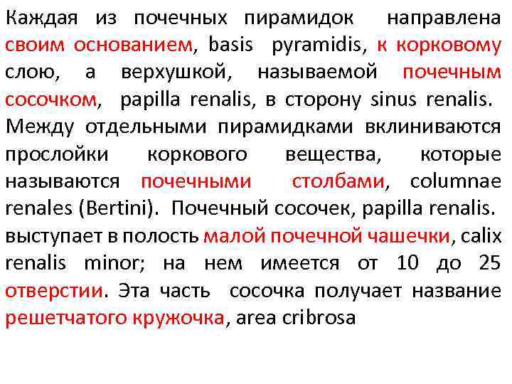 Каждая из почечных пирамидок направлена своим основанием, basis pyramidis, к корковому слою, а верхушкой,