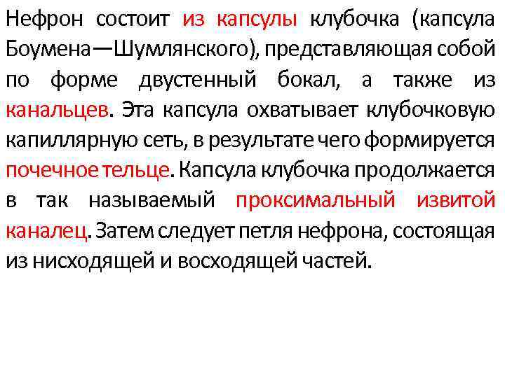 Нефрон состоит из капсулы клубочка (капсула Боумена—Шумлянского), представляющая собой по форме двустенный бокал, а