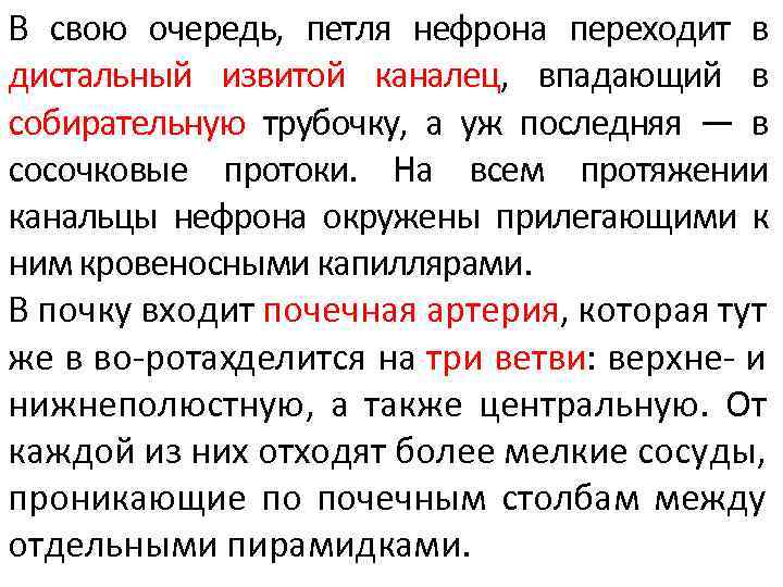 В свою очередь, петля нефрона переходит в дистальный извитой каналец, впадающий в собирательную трубочку,