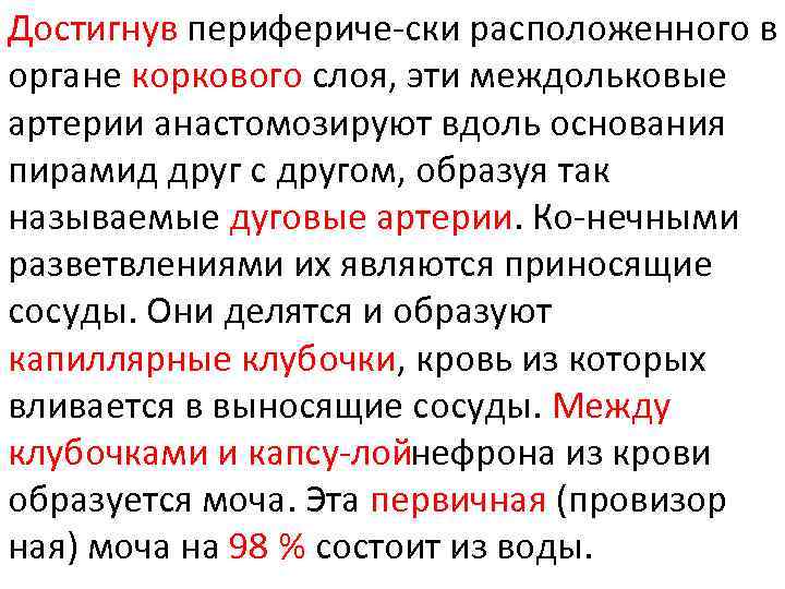 Достигнув перифериче ски расположенного в органе коркового слоя, эти междольковые артерии анастомозируют вдоль основания