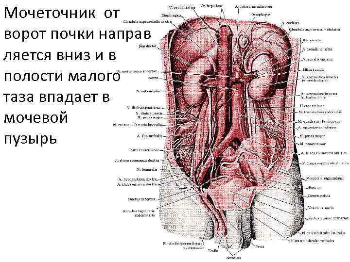 Ход мочеточника в малом тазу у женщин схема