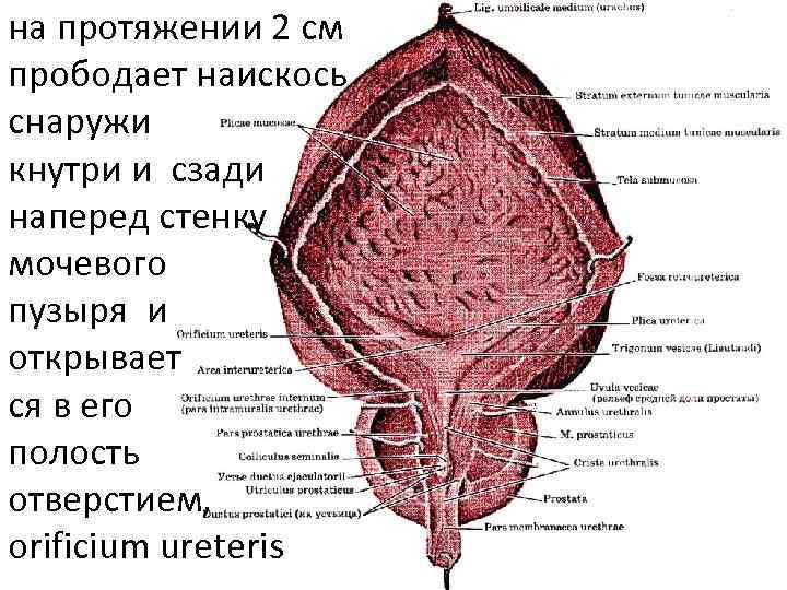 на протяжении 2 см прободает наискось снаружи кнутри и сзади наперед стенку мочевого пузыря