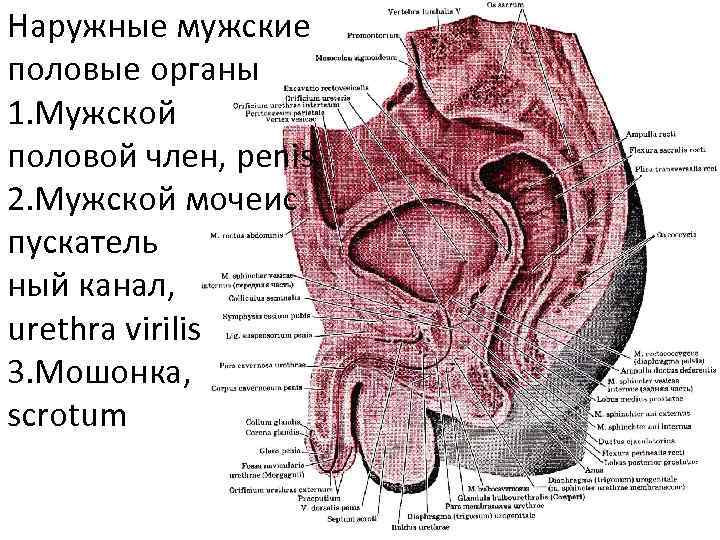 Наружные мужские половые органы 1. Мужской половой член, penis 2. Мужской мочеис пускатель ный