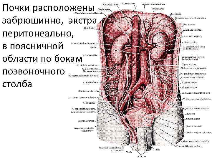 Почки расположены забрюшинно, экстра перитонеально, в поясничной области по бокам позвоночного столба 