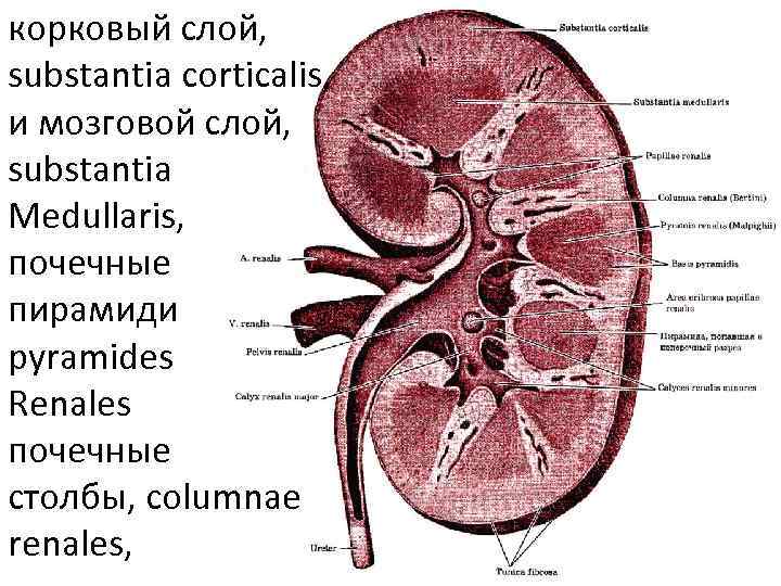 корковый слой, substantia corticalis, и мозговой слой, substantia Medullaris, почечные пирамиди pyramides Renales почечные