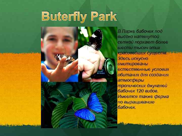 Buterfly Park В Парке бабочек под высоко натянутой сеткой порхают более шести тысяч этих