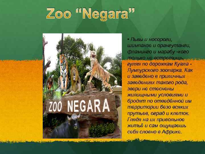 Zoo “Negara” • Львы и носороги, шимпанзе и орангутанги, фламинго и марабу -кого только