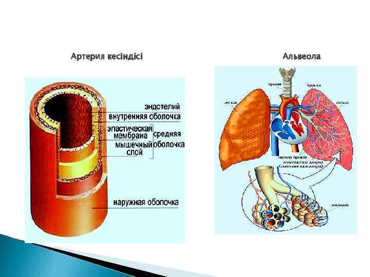 Артерия кесіндісі Альвеола 