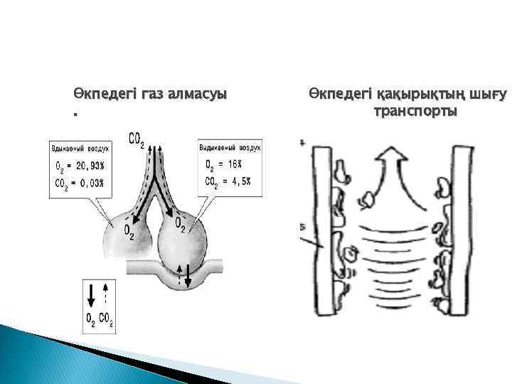 Өкпедегі газ алмасуы. Өкпедегі қақырықтың шығу транспорты 