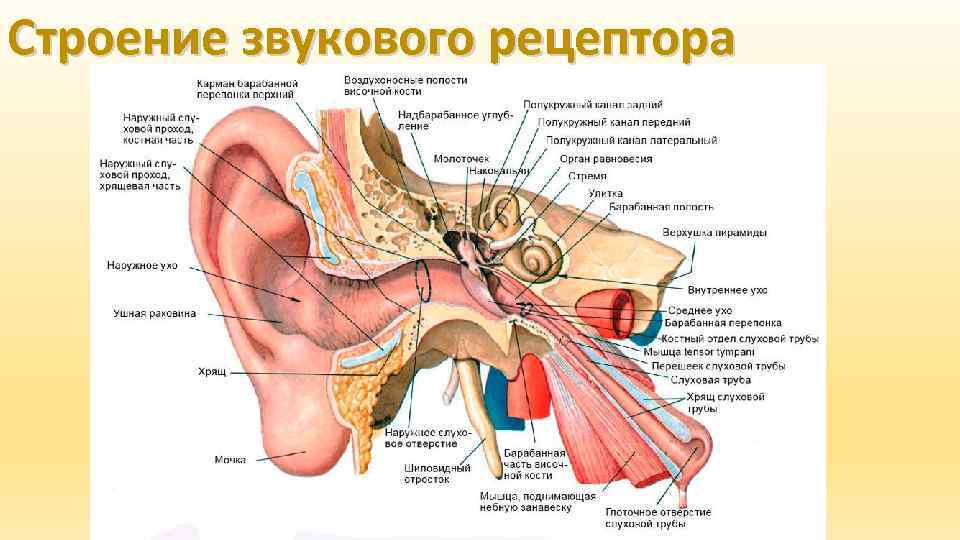 Строение звукового рецептора 