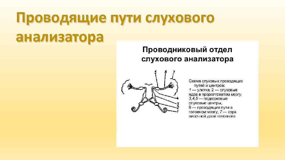 Проводниковый отдел слухового анализатора схема. Проводниковый отдел слухового анализатора представлен. Проводниковый путь слухового анализатора. Функции проводникового отдела слухового анализатора.