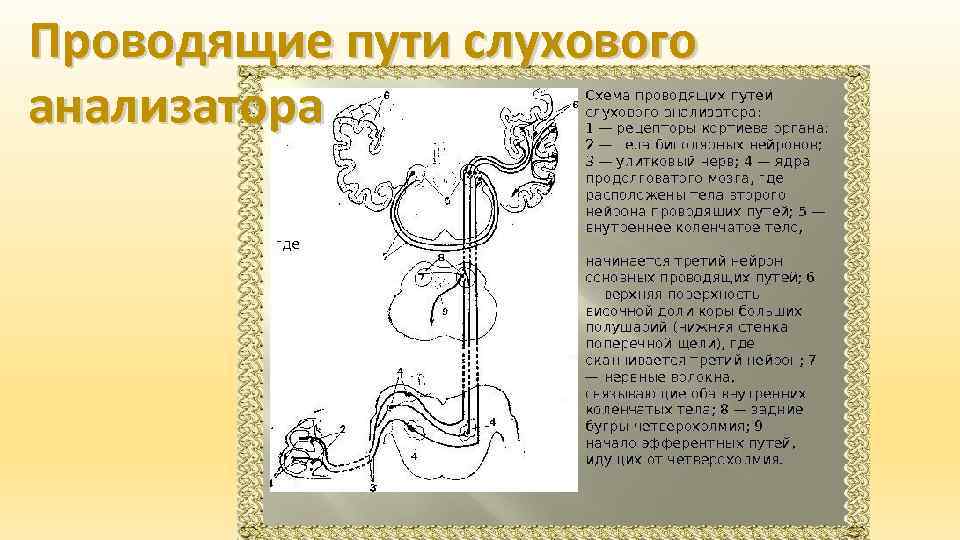 Проводящие пути слухового анализатора 