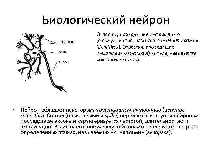 Биологический нейрон Отростки, проводящие информацию (стимул) в тело, называются «дендритами» (dendrites). Отростки, проводящие информацию