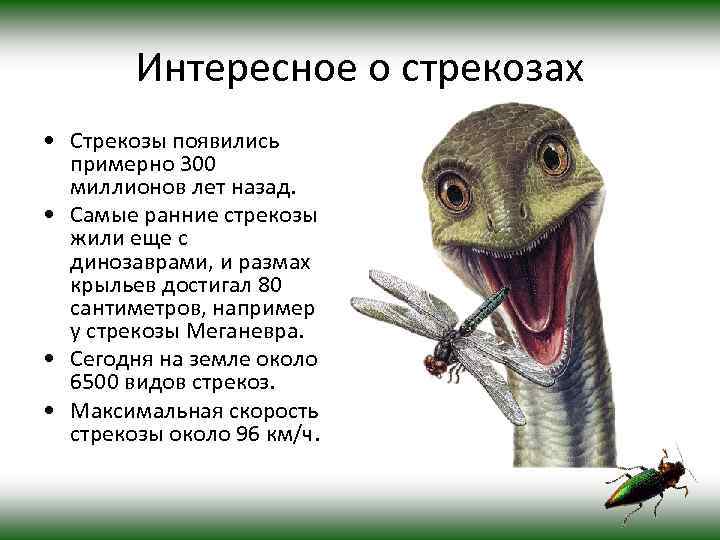 Интересное о стрекозах • Стрекозы появились примерно 300 миллионов лет назад. • Самые ранние