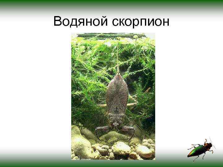 Водяной скорпион 