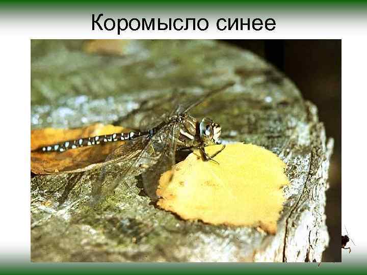 Коромысло синее 