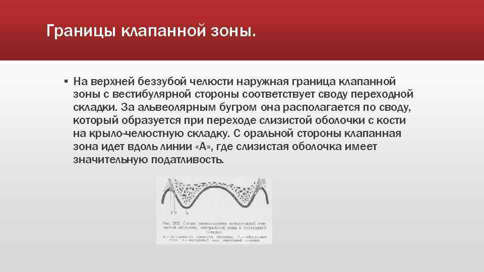 Границы клапанной зоны. ▪ На верхней беззубой челюсти наружная граница клапанной зоны с вестибулярной