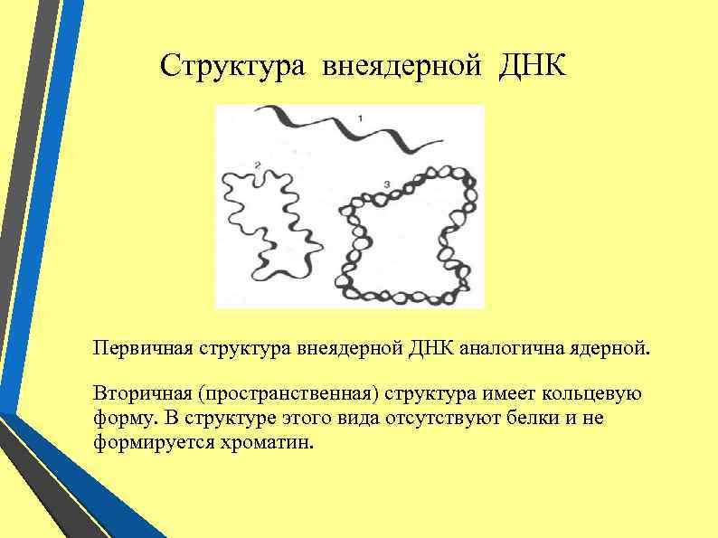 Структура внеядерной ДНК Первичная структура внеядерной ДНК аналогична ядерной. Вторичная (пространственная) структура имеет кольцевую