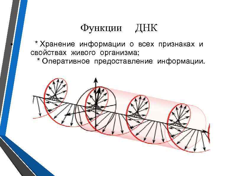 Функции ДНК * Хранение информации о всех признаках и свойствах живого организма; * Оперативное