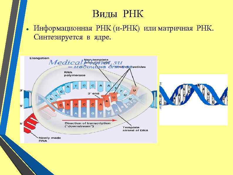 На матрице рнк происходит. Информационная РНК. Информационная или матричная РНК. Матричная РНК. Информационная РНК синтезируется.