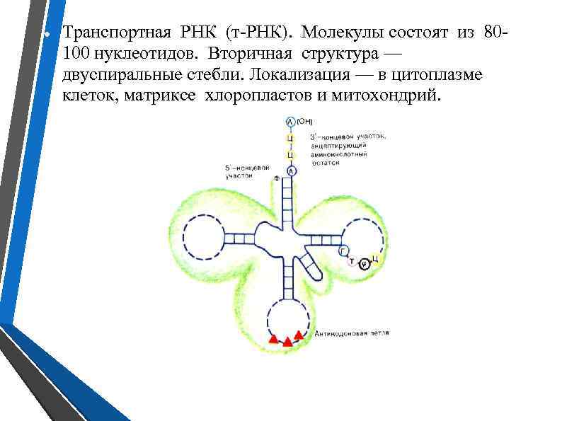  Транспортная РНК (т-РНК). Молекулы состоят из 80100 нуклеотидов. Вторичная структура — двуспиральные стебли.