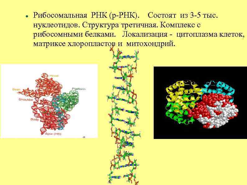 Рибосомная рнк структура. Рибосомная РНК.