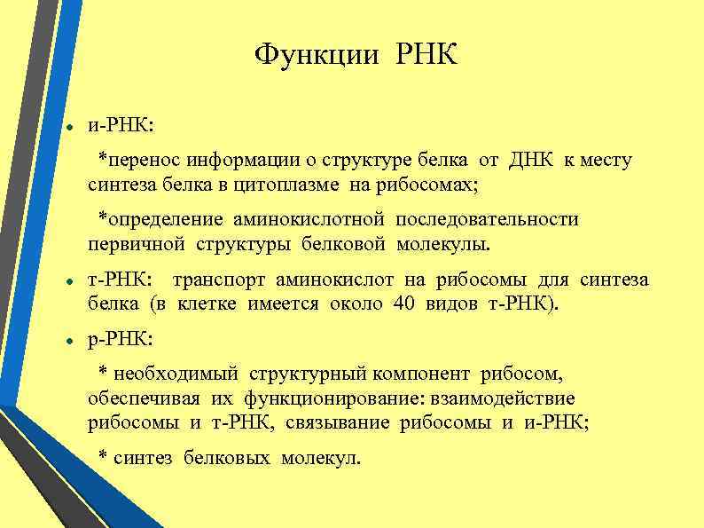 Функции РНК и-РНК: *перенос информации о структуре белка от ДНК к месту синтеза белка