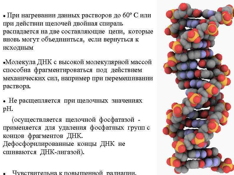 При нагревании данных растворов до 60º С или при действии щелочей двойная спираль распадается