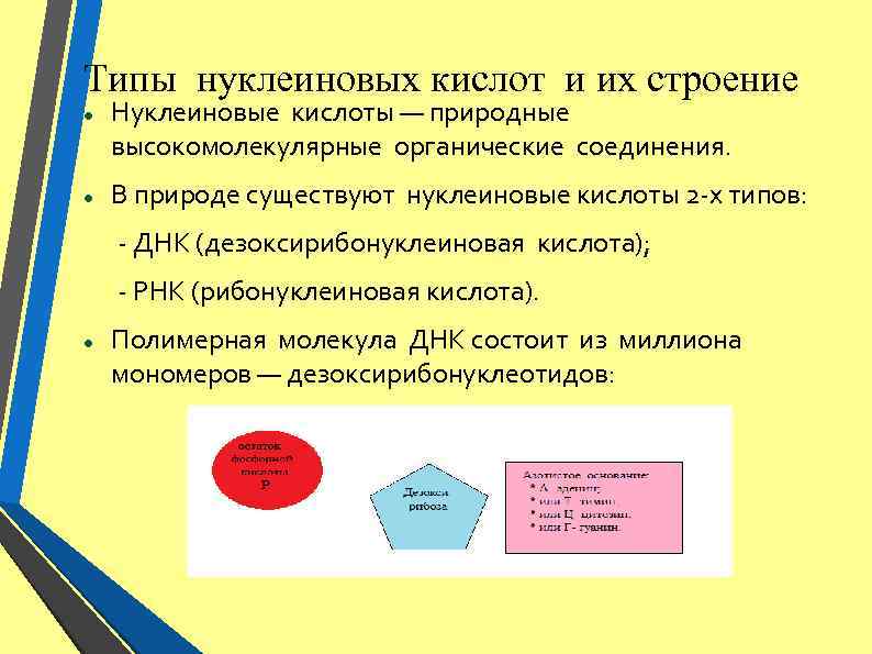 Типы нуклеиновых кислот и их строение Нуклеиновые кислоты — природные высокомолекулярные органические соединения. В