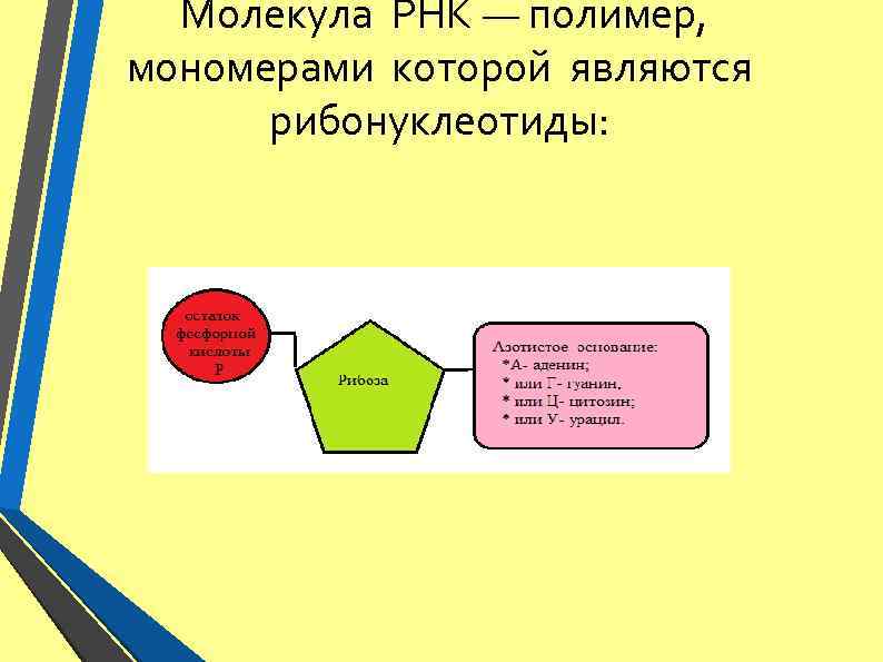  Молекула РНК — полимер, мономерами которой являются рибонуклеотиды: 