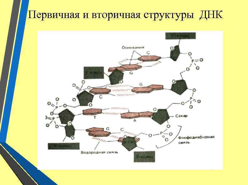 Первичная и вторичная структуры ДНК 