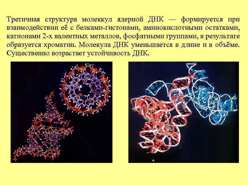 Третичная структура молеккул ядерной ДНК — формируется при взаимодействии её с белками-гистонами, аминокислотными остатками,